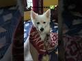 Pomeranian Magta ✅✅✅ #pomeranian #dog #like #viral #video #shorts #cute #pets #explore