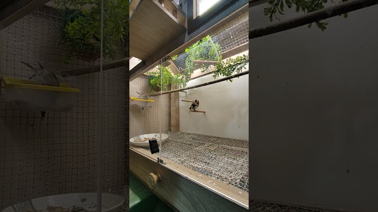 تغريد الحسون