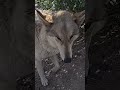#CountyCritters: Wolf Connection