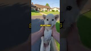 This Lion Smashed Trought My Backyard Door.... What Happened Next Will Shock You