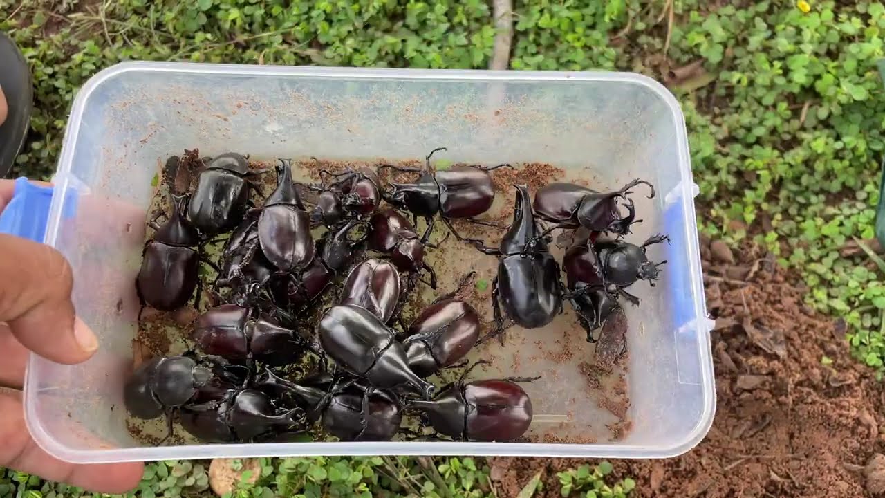 Rare Giant Beetles Found in Wild!