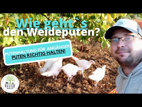 Video: So Hält Man Truthähne