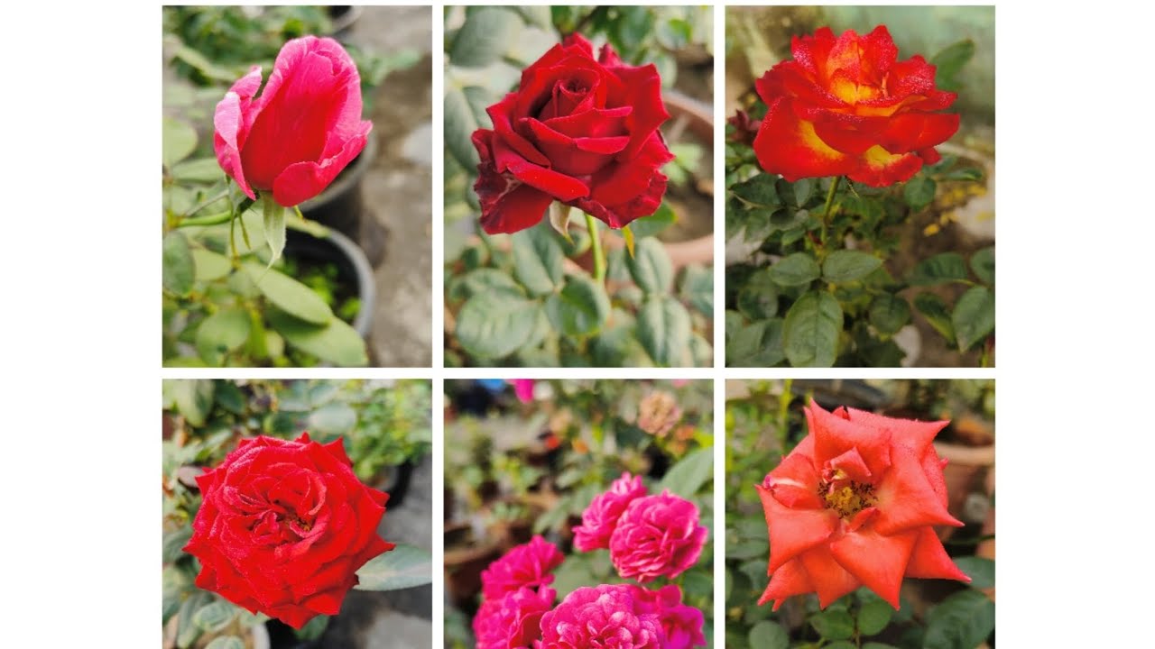 🤗My Taris Garden Rose 🌹 Flowers Collection  