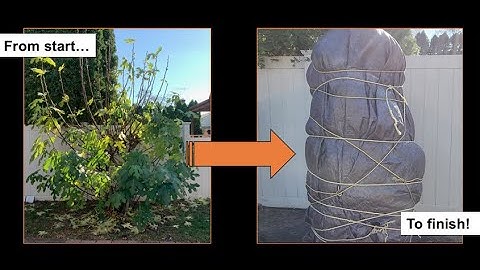 Wrap a Fig Tree for Winter