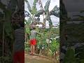 Masak tumis jantung pisang #adayinmylife #vlogkeseharian #vlogmasak