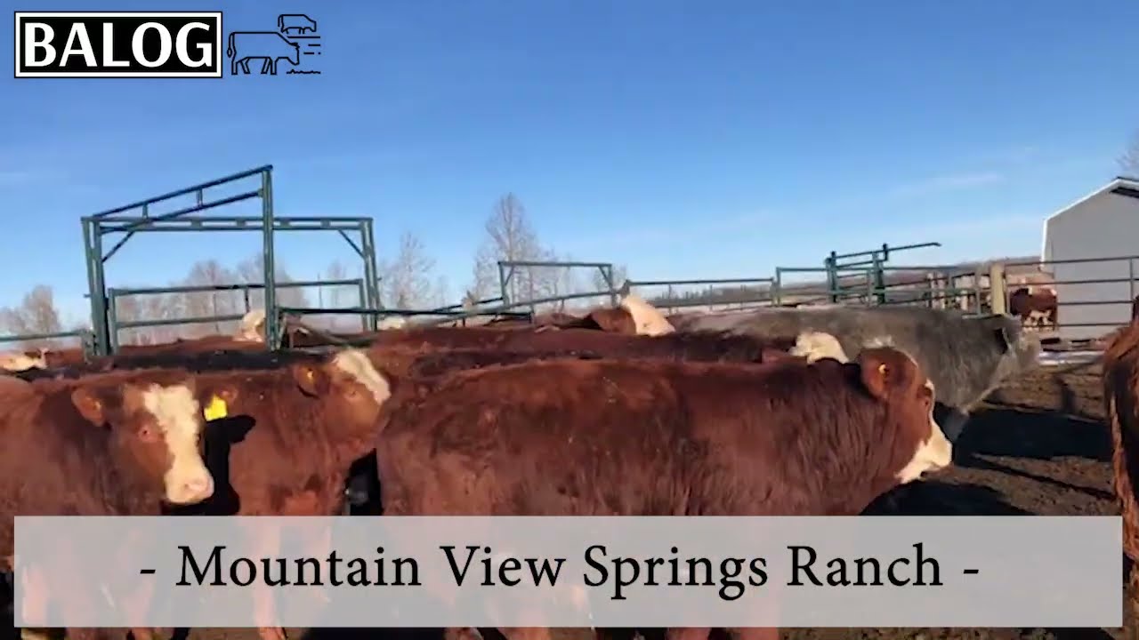 Mountain View Springs Ranch