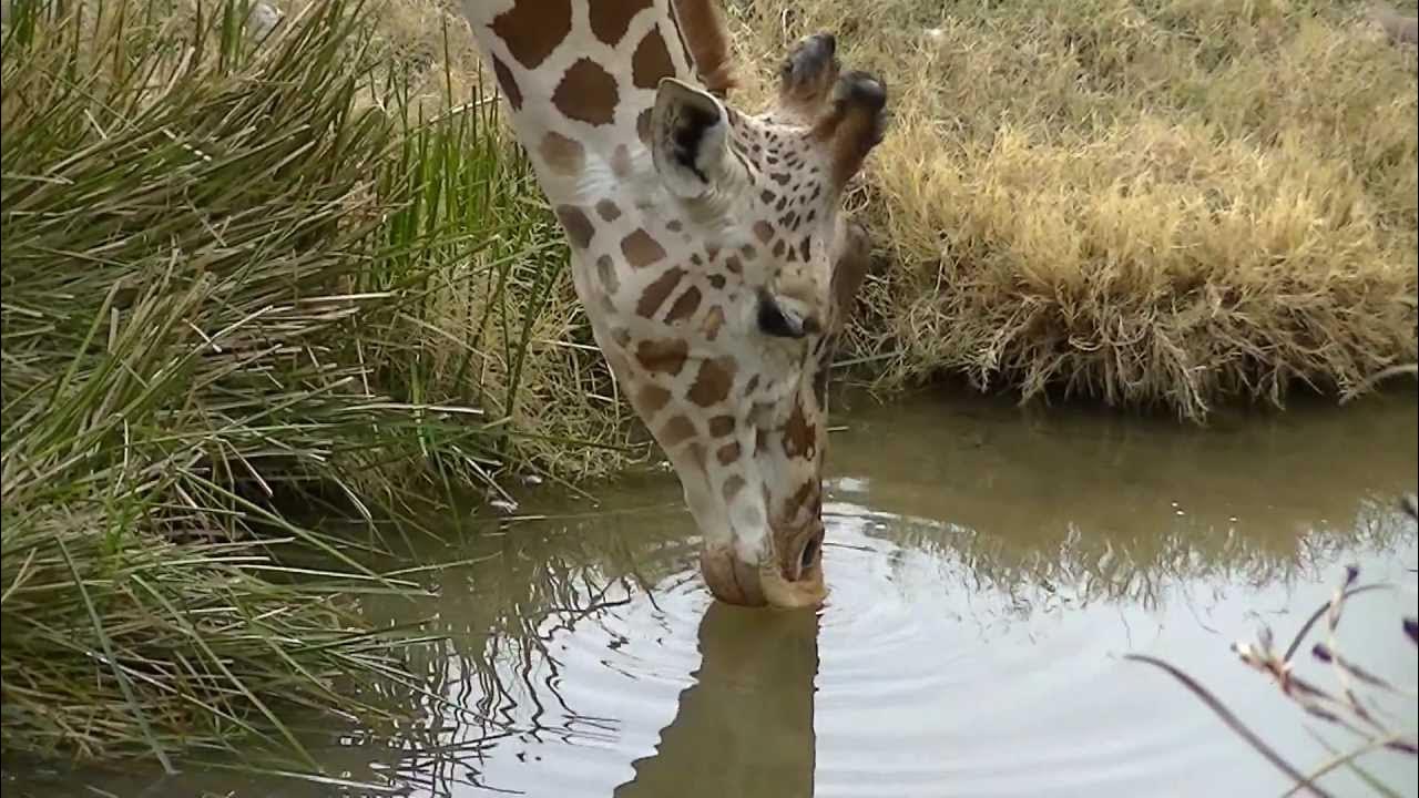 Жираф пьет воду. Жираф пьет. Западноафриканский жираф. Жирафы в африке. Пьющий жираф.
