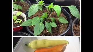 Complete Guide to Pepper Pruning for Massive Eazy Organic Harvests Alberta Urban Garden