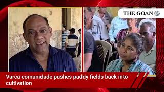 Varca comunidade pushes paddy fields back into cultivation