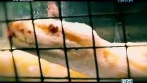 Doc Nielsen Donato operates on a Burmese Python