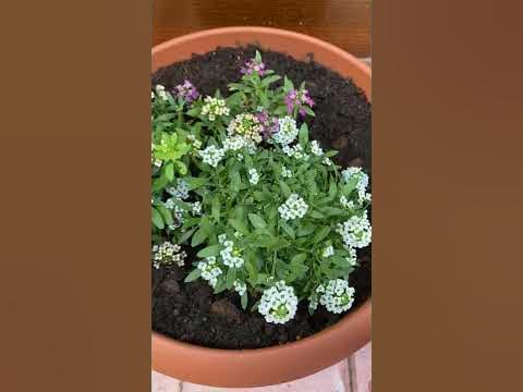 Выращивание алиссума из семян #shorts - YouTube