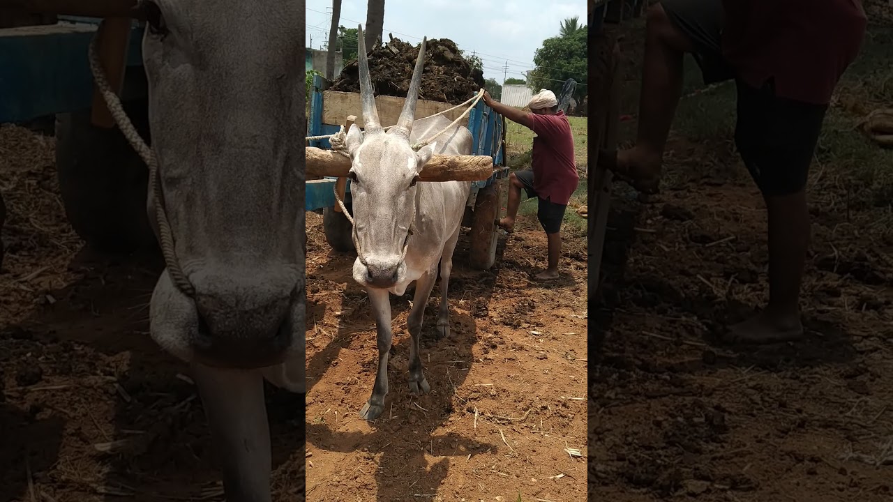 ours Hallikar cows pulling cowdung cart