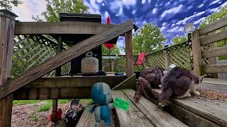 New Kittens Explore Their Deck II 4K HDR