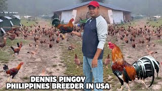 Filipino Breeder in The Usa - Dennis Pingoy Farm Feeding Time Free Range Shape Outdoor Chicken Coop