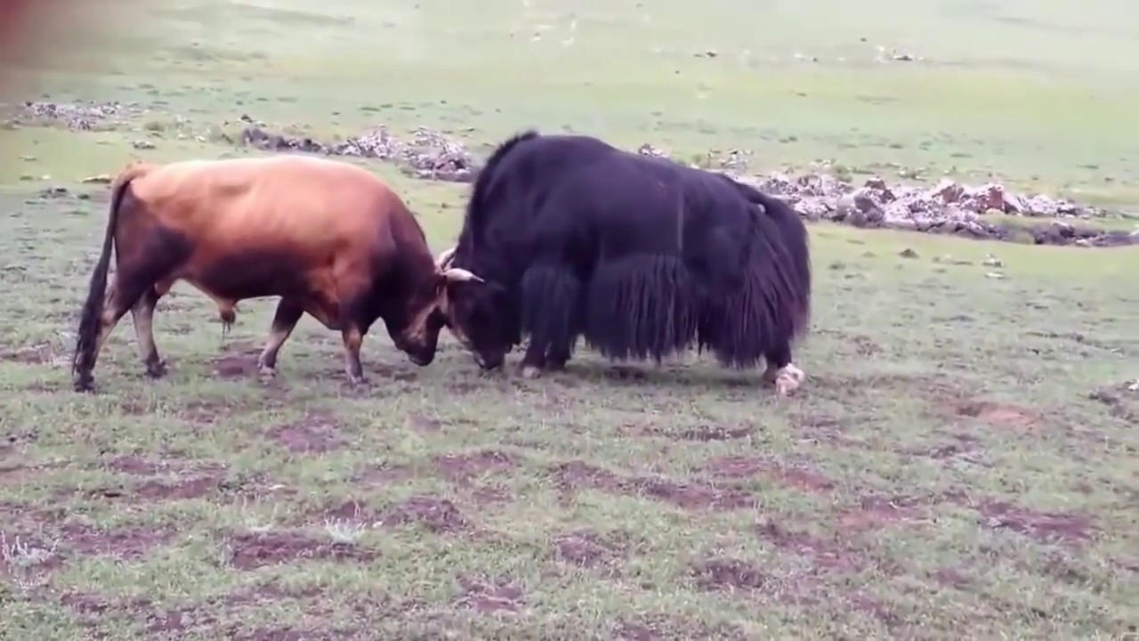 [ Duel alam liar ] sapi vs yak - YouTube