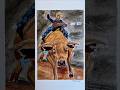 The Art of Bull Riding