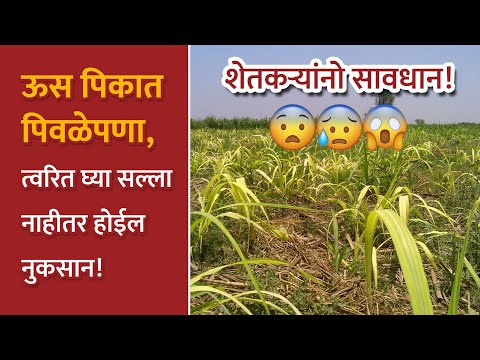 उसातील पिवळेपणाची कारणे आणि उपाययोजना!  - उसातील पिवळेपणाची कारणे आणि उपाययोजना! 