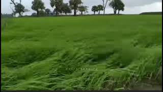 The weather before raining . Nature view ! Bangladesh ❣️ screenshot 4