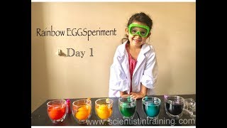Naked Egg Experiment Scientist In Training Science For Kids