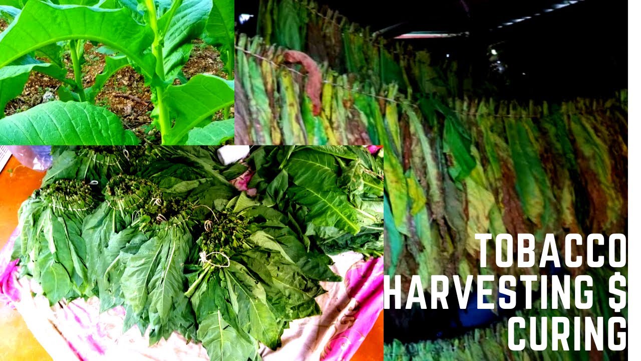 Tobacco Harvesting/Curing Tobacco/Tobacco Storage YouTube