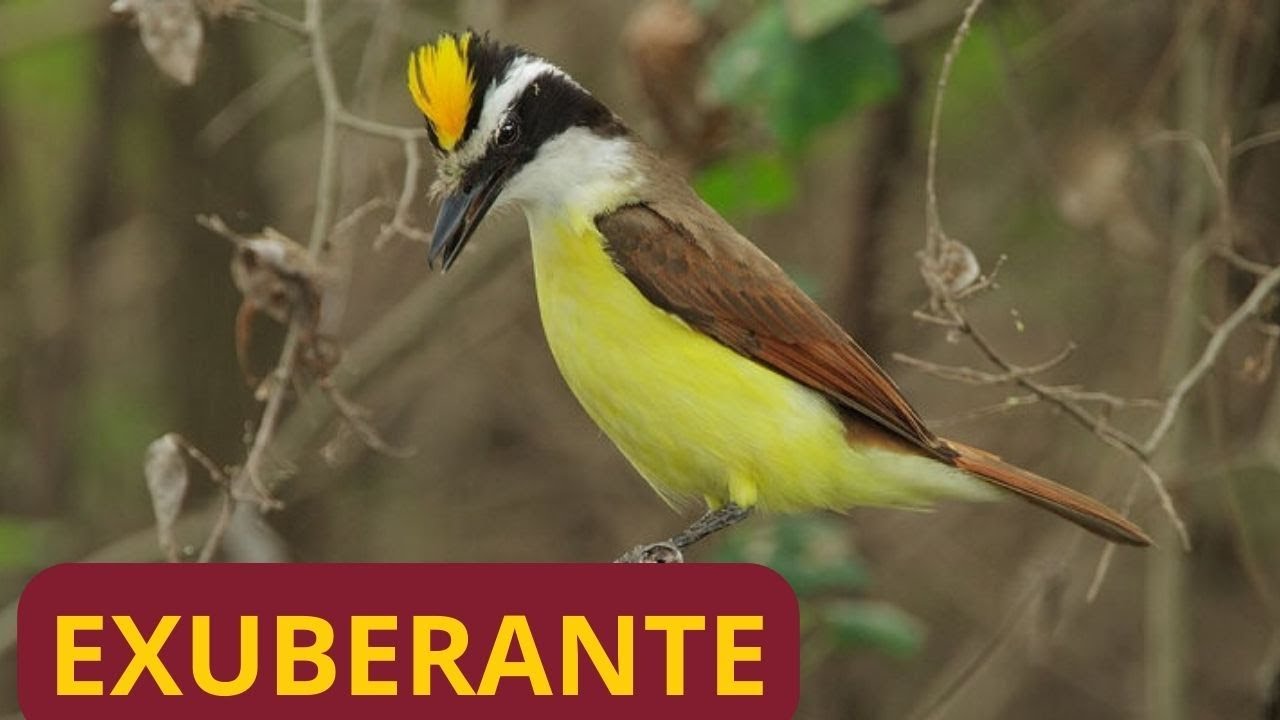 Bemtevi: o pássaro marcante da América