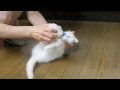 おかき、最後の哺乳瓶