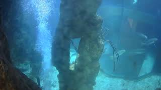 Haus des Meeres Aqua Terra Zoo: Haifischbecken Kamera 2