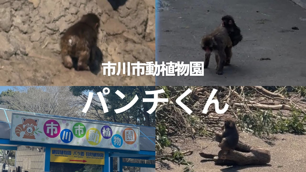 最新映像！！今日のパンチくん🐒】2026年3月24日のパンチ❤️市川市動