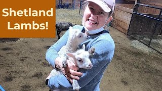 Midpoint for Lambing 2024