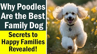 Why Poodles Are the Best Family Dog: Secrets to Happy Families Revealed! ❤️🐩 by Fluffy Dog Breeds 171 views 4 months ago 3 minutes, 19 seconds