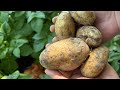 Cartofii înghețați❄️: supraviețuiesc sau mor? Ce am găsit după 2 săptămâni🥔🥔🥔