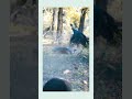 Один выстрел — хедшот, индейкаповержена#shorts#shortsviral#shortsfeed#turkey#hunting