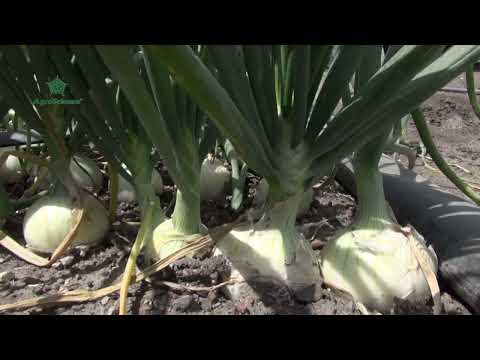 AGROSCIENCE l Caso
