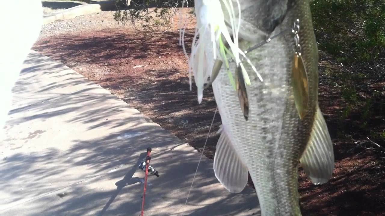 Winter Spinnerbait Bass YouTube