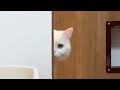 物陰から何度もチラ見してくるので一緒に寝ることに!