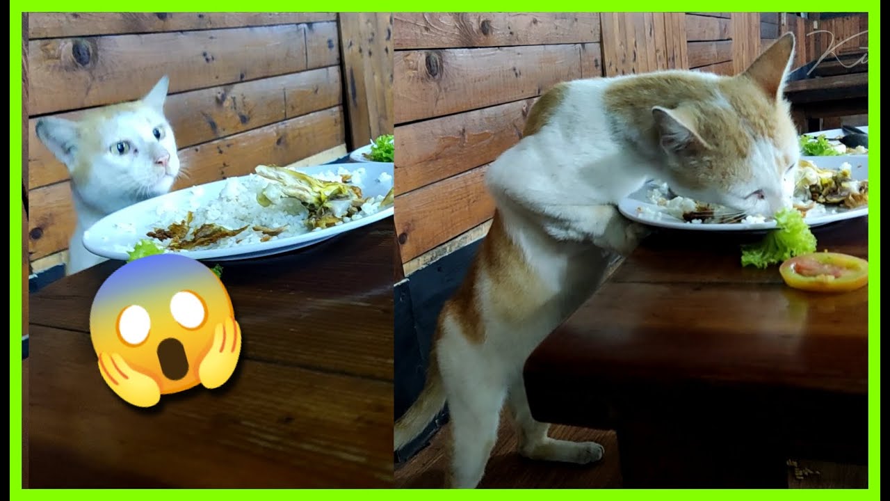 FUNNY VIDEO CAT STEAL CHICKEN BONE SAVE THE BEST FOR THE LAST 😱😂