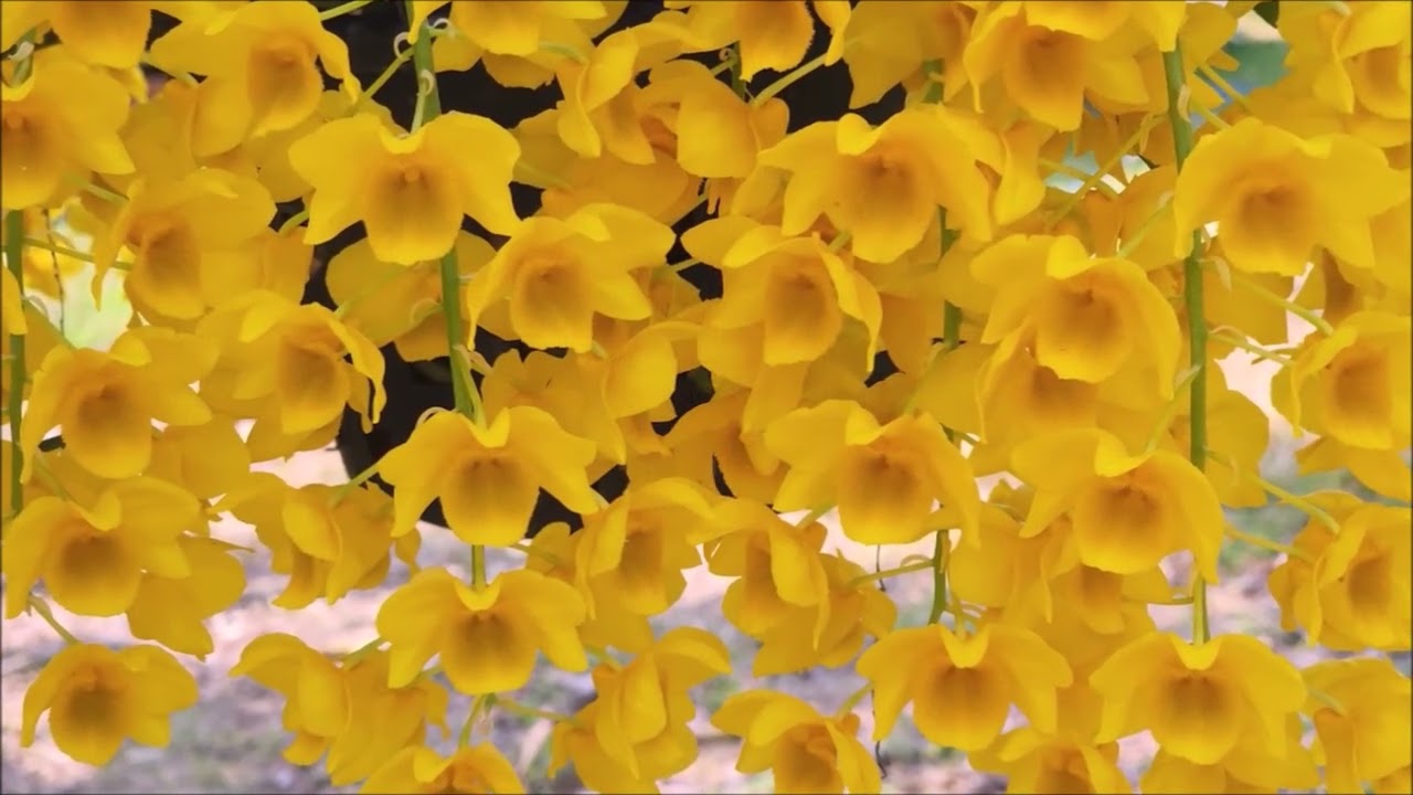 กล้วยไม้บาน 2566 มีนาคม