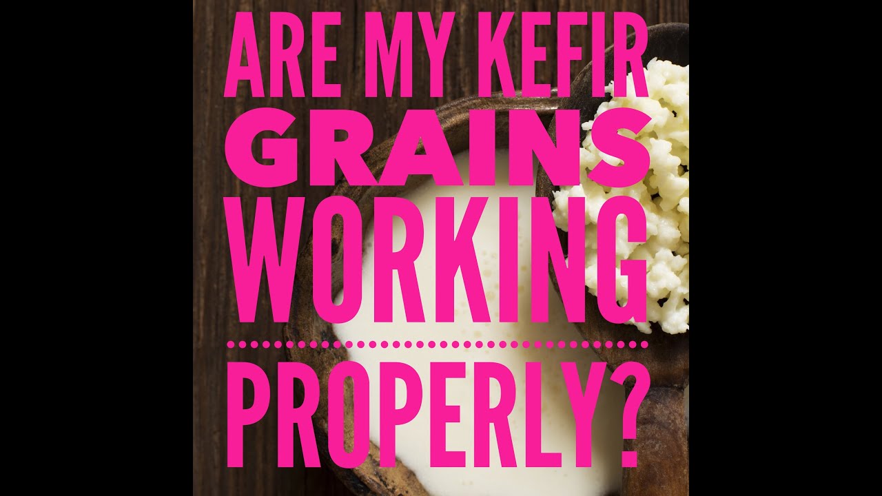 How to Make Kefir at Home Are My Water Kefir Grains Working? WATER