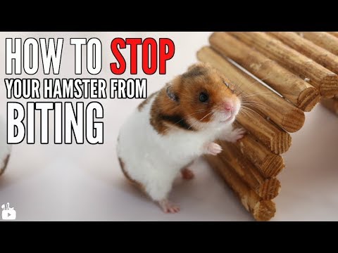 Video: How To Stop A Hamster From Biting
