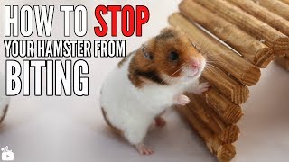 How to STOP your hamster from biting