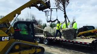 Unloading beautiful 7 Autumn Blaze Maples