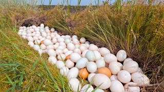 wow wow unique! a female farmer Harvest duck eggs a lot under grass at field in the dry season