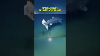 Top 5 Creatures With The Longest Lives In The World