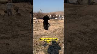 Kurt Adam Aksaray Malaklisi Yavrularinin Hişmina Uğradi