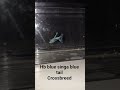 HB blue singa blue tail crossbreed #guppy #crossbreeding