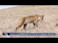 Southern California experiencing active rattlesnake season
