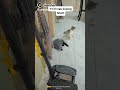 Kucing hitam kelakuan random