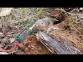 Sweeney and Victor Gopher traps, why I like them with LIVE PROOF