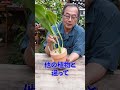 【洋蘭】カトレアは、乾いてくると根が伸びる![orchid]Cattleya roots grow when the soil dries out.@seedpot368 #sheathch