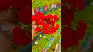 #gardening #garden